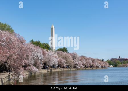 1. April 2025: Die Cherry Blossoms werden bei der Blüte um das Tidal Basin in Washington D.C. beobachtet Stockfoto