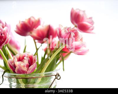Rosa-Tulpen-in-einer-Glas-Vase-verschwommener-Hintergrund. Stockfoto