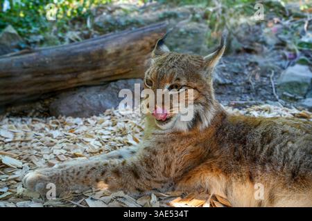 Europäischer Luchs beobachtet Beute; Luchs Luchs. Karlsruhe, Deutschland, Europa Stockfoto