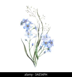 Grünes Gras, Waldblumen und blaues Vergissmeinstrauß. Zarte botanische Illustration eines Wildblumenstraußes. Für Branding und Stockfoto