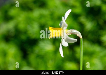 Narcissus „Jack Snipe“. Eine beliebte kleine Sorte von Narzissen blüht Anfang April. Stockfoto