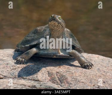 März 2011 – Kruger-Nationalpark, Limpopo & Mpumalanga, Südafrika – Eine Speke-Scharnierschildkröte (Kinixys spekii) im Kruger-Nationalpark. Kruger, Südafrikas Flaggschiff-Wildreservat, erstreckt sich über 19.485 Quadratkilometer (7.523 Quadratmeilen) und beherbergt eine beeindruckende Vielfalt an Flora, Fauna, Vögeln und Säugetieren. (Bild: © Arnold Drapkin/ZUMAPRESS.com) Stockfoto