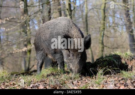 Europäisches Wildschwein (Sus scrofa scrofa), weiblich, Deutschland | Europäisches Wildschwein (Sus scrofa scrofa scrofa), Bache, Deutschland Stockfoto