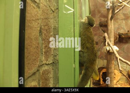 Ein kleiner Affe klettert von hinten auf die Wand. Affen in Gefangenschaft. Stockfoto