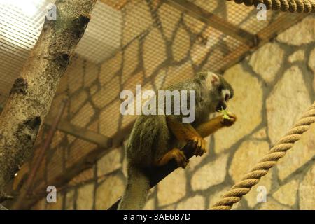 Eichhörnchen-Affe ist ein kleiner Affe, der auf einem Ast sitzt und isst. Affen im Zoo füttern. Stockfoto
