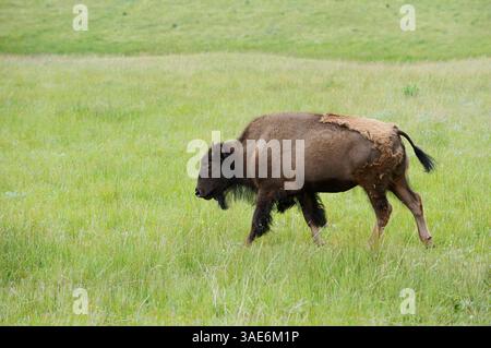 American Bison (Bison Bison), Waterton Lakes National Park, Alberta, Kanada | Amerikanischer Bison (Bos Bison, Bison Bison) Stockfoto