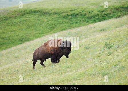 American Bison (Bison Bison), Bull, Waterton Lakes National Park, Alberta, Kanada | Amerikanischer Bison (Bos Bison, Bison Bison), Bulle Stockfoto