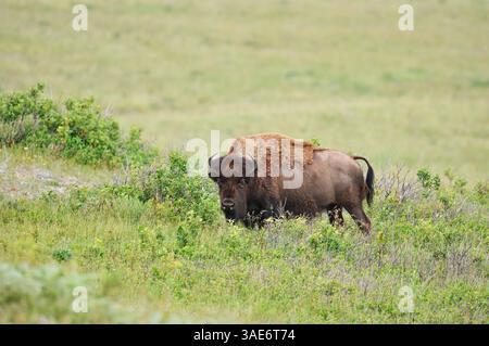 American Bison (Bison Bison), Waterton Lakes National Park, Alberta, Kanada | Amerikanischer Bison (Bos Bison, Bison Bison) Stockfoto