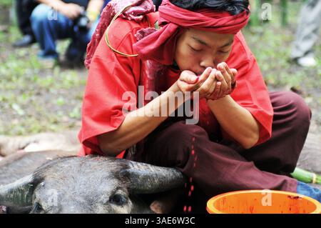 18. Juni 2008 - Chiang Mai, Thailand - Chiang Mai, Thailands zweitgrößte Stadt und ein wichtiger Tourismuszentrum, birgt ein dunkles Geheimnis, das eine Szene aus einem Horrorfilm sein könnte. Tief im Dschungelwald im Schatten des Doi Kham Tempels findet eine rituelle Zeremonie statt, inmitten von rasenden, staunenden und einigen schockierten Einheimischen und einer Handvoll Touristen, in einem Dunst von Insekten und Delirium. Ein Schuljunge verschlingt einen frisch geschlachteten Büffel, der unter ihm liegt wie ein blutiger Teppich. Scheiben von sehnlichem Fleisch, hängende Eingeweide und ein Eimer voller Blut sind die Spezialitäten des Tages. Der Wald stinkt nach verfallendem Fleisch und Stockfoto