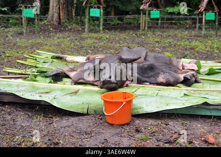 18. Juni 2008 - Chiang Mai, Thailand - Chiang Mai, Thailands zweitgrößte Stadt und ein wichtiger Tourismuszentrum, birgt ein dunkles Geheimnis, das eine Szene aus einem Horrorfilm sein könnte. Tief im Dschungelwald im Schatten des Doi Kham Tempels findet eine rituelle Zeremonie statt, inmitten von rasenden, staunenden und einigen schockierten Einheimischen und einer Handvoll Touristen, in einem Dunst von Insekten und Delirium. Ein Schuljunge verschlingt einen frisch geschlachteten Büffel, der unter ihm liegt wie ein blutiger Teppich. Scheiben von sehnlichem Fleisch, hängende Eingeweide und ein Eimer voller Blut sind die Spezialitäten des Tages. Der Wald stinkt nach verfallendem Fleisch und Stockfoto