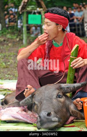 18. Juni 2008 - Chiang Mai, Thailand - Chiang Mai, Thailands zweitgrößte Stadt und ein wichtiger Tourismuszentrum, birgt ein dunkles Geheimnis, das eine Szene aus einem Horrorfilm sein könnte. Tief im Dschungelwald im Schatten des Doi Kham Tempels findet eine rituelle Zeremonie statt, inmitten von rasenden, staunenden und einigen schockierten Einheimischen und einer Handvoll Touristen, in einem Dunst von Insekten und Delirium. Ein Schuljunge verschlingt einen frisch geschlachteten Büffel, der unter ihm liegt wie ein blutiger Teppich. Scheiben von sehnlichem Fleisch, hängende Eingeweide und ein Eimer voller Blut sind die Spezialitäten des Tages. Der Wald stinkt nach verfallendem Fleisch und Stockfoto