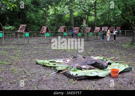 18. Juni 2008 - Chiang Mai, Thailand - Chiang Mai, Thailands zweitgrößte Stadt und ein wichtiger Tourismuszentrum, birgt ein dunkles Geheimnis, das eine Szene aus einem Horrorfilm sein könnte. Tief im Dschungelwald im Schatten des Doi Kham Tempels findet eine rituelle Zeremonie statt, inmitten von rasenden, staunenden und einigen schockierten Einheimischen und einer Handvoll Touristen, in einem Dunst von Insekten und Delirium. Ein Schuljunge verschlingt einen frisch geschlachteten Büffel, der unter ihm liegt wie ein blutiger Teppich. Scheiben von sehnlichem Fleisch, hängende Eingeweide und ein Eimer voller Blut sind die Spezialitäten des Tages. Der Wald stinkt nach verfallendem Fleisch und Stockfoto