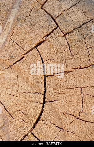 Hochwertiges Bild der Baumstruktur, perfekt für Retuschierung und digitale Manipulation. Bildbeispiele detaillierte Strukturen der Baumrinde. Stockfoto