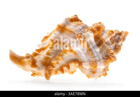Weiße und orangene seltene Muschel aus der Gattung Chicoreus, ein Mitglied der Familie der Muricidae (Murex-Schnecken) isoliert auf weiß. Stockfoto