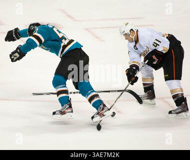 17. Oktober 2011: Duck Forward Andrew Gordon (41) fährt mit Tommy Wingels (57) während des NHL-Hockeyspiels zwischen den Anaheim Ducks und den San Jose Sharks in der HP Arena in San Jose, CA. Anaheim besiegte San Jose mit 3:2. â© Damon Tarver/Cal Sport Media(Kreditbild: © Damon Tarver/Cal Sport Media/ZUMAPRESS.com) Stockfoto