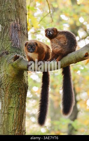 Rotbauchlemur (Eulemur rubriventer), Paar | Rotbauchmaki oder Rotbauchlemur (Eulemur rubriventer), Paar Stockfoto