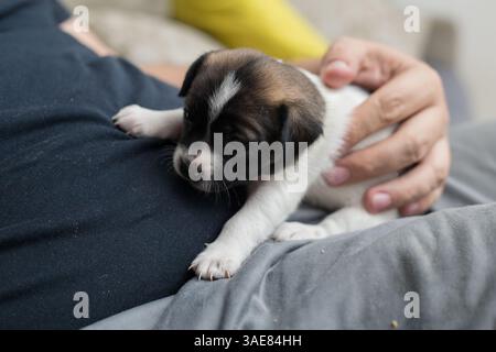Ein Welpe im Schoß von jemandem. Stockfoto