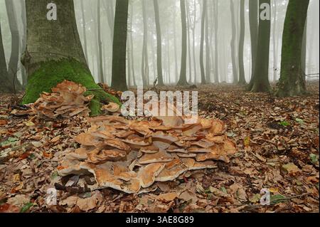 Riesenporenpilz (Meripilus giganteus), Deutschland | Riesenporling (Meripilus giganteus), Deutschland Stockfoto