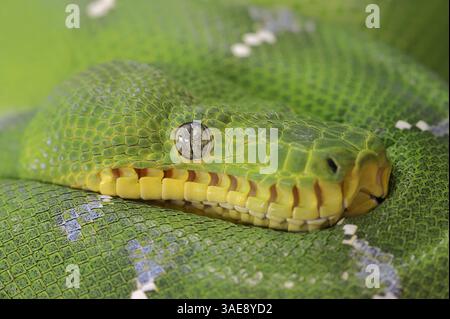 Smaragdbaumboa (Corallus caninus) | Grüne Hundskopfboa oder Grüner Hundskopfschlinger (Corallus caninus) Stockfoto