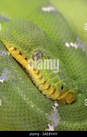 Smaragdbaumboa (Corallus caninus) | Grüne Hundskopfboa oder Grüner Hundskopfschlinger (Corallus caninus) Stockfoto