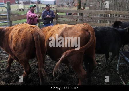 24. Februar 2012 - Reidsville, NC, USA - Tabakbauern John Ashe, hinten rechts, 44, entscheidet, welche seiner Kühe am Freitag mit Hilfe von Marshay Privott, hinten links, in Ashe's Reidsville, North Carolina, auf der Farm verkauft werden. Februar 2012. "Jedes bisschen hilft", sagte Ashe und bezog sich auf das zusätzliche Geld, das er mit dem Viehverkauf erzielen will, was, wie er sagt, in geringem Maße dazu beiträgt, sein Tabakgeschäft am Laufen zu halten. Die Tabakbauern in North Carolina befürchten, dass sie einen Großteil ihres Exportgeschäfts verlieren könnten, weil die Gesundheitsindustrie Tabakerzeugnisse von einem großen Handelsabkommen mit ausschließen möchte Stockfoto