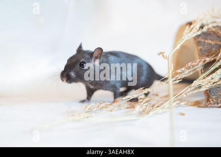 Schwarze Gerbil, Studio-Aufnahme auf weißem Hintergrund, Naturhintergrund Stockfoto
