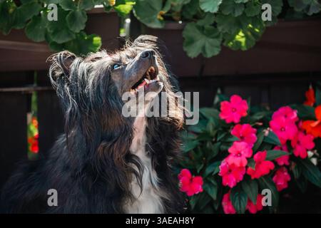 Powderpuff langhaariger chinesischer Haubenhund, posiert draußen in einem Garten, Blumentopf im Hintergrund, Garten Stockfoto