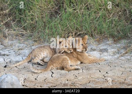 Zwei Löwenjungen ruhen sich nach einem langen Spiel im trockenen Dreck aus Stockfoto