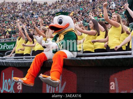 17. September 2011: The Oregon Duck beobachtet Oregon 56-7 im Autzen Stadium, Eugene OR (Foto: © Larry C. Lawson/Cal Sport Media/ZUMAPRESS.com) Stockfoto