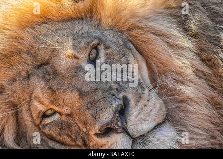 Ein männlicher afrikanischer Löwe (Panthera leo), der im Gras liegt und direkt auf die Kamera im Aquila Private Game Reserve, Südafrika, starrt. Seine Intentionen Stockfoto
