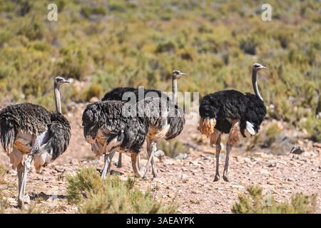 Ein gemeiner Strauß (Struthio camelus), der hoch in den offenen Ebenen des Aquila Private Game Reserve, Südafrika, steht. Als größter Vogel der Welt, der os Stockfoto