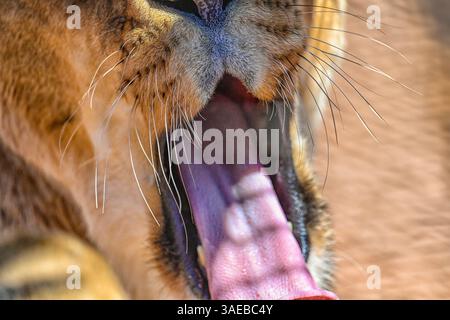 Eine detaillierte Nahaufnahme einer afrikanischen Löwin (Panthera leo), die die raue Textur ihrer Zunge im Aquila Private Game Reserve in Südafrika zeigt. Ein Löwe“ Stockfoto