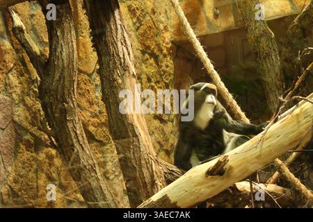 De Brazzas Affe ist ein mittelgroßer Affe, der auf einem großen Baum sitzt. Stockfoto