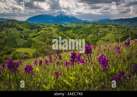 Fantastische Frühlingslandschaft mit frisch blühenden lila Blumen am Hang, Piatra Craiului Berge im Hintergrund, Holbav, Rumänien, Europa Stockfoto