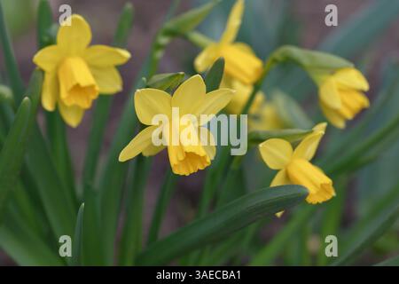 Gelbe Narzissen mit grünen Blättern in Nahaufnahme. Frühlingsblumen Stockfoto