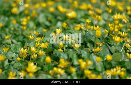 Feld von Butterblumen mit geringer Schärfentiefe. Frühlingsblumen Stockfoto