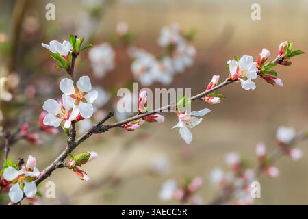 Busch aus Filzkirsche mit Blumen. Nahaufnahme mit geringer Schärfentiefe Stockfoto