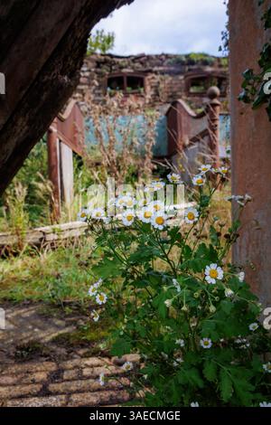 Ehemaliger Stall auf dem Netherhall Estate in Maryport, Cumbria. Die Halle war ein großes Landhaus, das 1976 durch einen Brand zerstört und 1979 abgerissen wurde Stockfoto