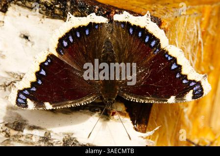 Trauermantel (Nymphalis antiopa) Schmetterling, der im Frühjahr auf einem Baumstumpf ruht. Stockfoto