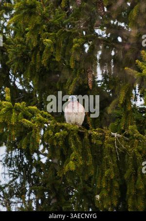 Gemeine Holztaube (Columba palumbus), die im Frühjahr in der Fichte sitzt. Stockfoto