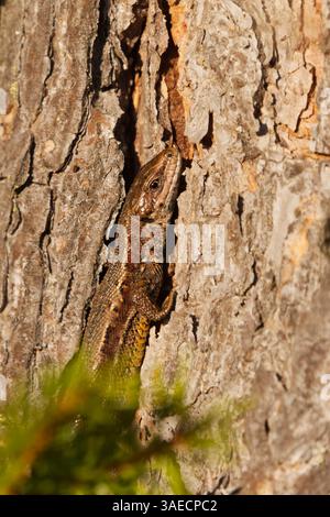 Vivipara-Eidechse oder Gemeine Eidechse (Zootoca vivipara), die sich im Frühjahr in Nahaufnahme befindet. Stockfoto