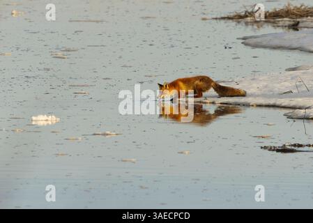 Rotfuchs (Vulpes vulpes), der im Frühjahr am Rand des Eises im Fluss nachjagt. Stockfoto