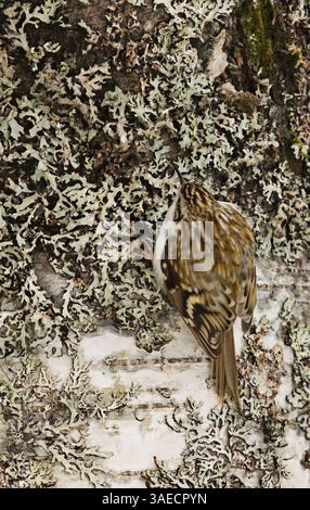 Eurasischer Baumzüchter oder gewöhnlicher Baumzüchter (Certhia familiaris), der im Frühjahr im Wald nach Nahrung sucht. Stockfoto
