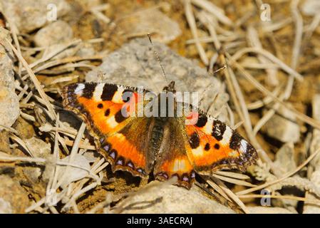 Kleiner Schildpatt (Aglais urticae) Schmetterling, der sich im Frühjahr im Sonnenlicht erwärmt. Stockfoto