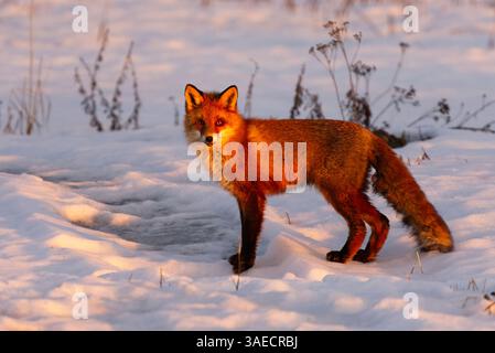 Rotfuchs (Vulpes vulpes) bei Sonnenaufgang, der im Frühjahr im Schnee steht. Stockfoto