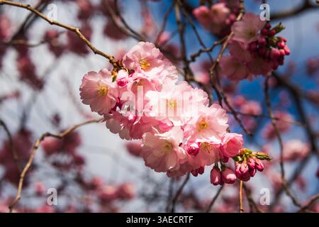 Nahaufnahme zarter rosafarbener Kanzan-Sakura-Blüten auf einem Zweig im Frühjahr. Stockfoto