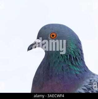 Haustaube (Columba livia domestica) Nahaufnahme im Winter. Stockfoto