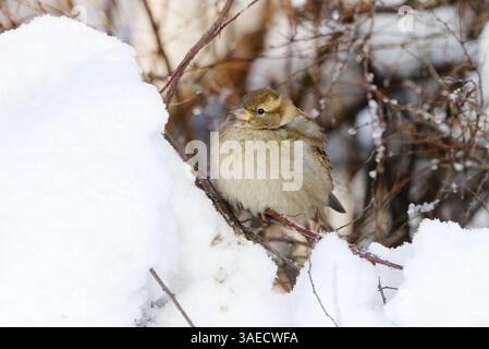 Haussperling (Passer domesticus) weiblich im verschneiten Busch im Winter. Stockfoto