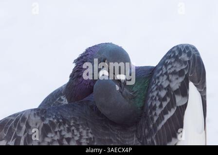 Haustauben (Columba livia domestica) kämpfen im Winter gegen Nahaufnahme. Stockfoto