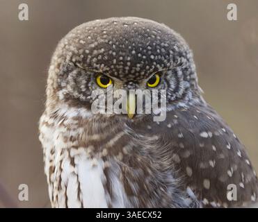 Eurasische Zwergkauz (Glaucidium passerinum) Nahaufnahme auf der Suche nach Nahrung. Stockfoto